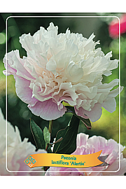 Paeonia lactiflora Alertie Ø11