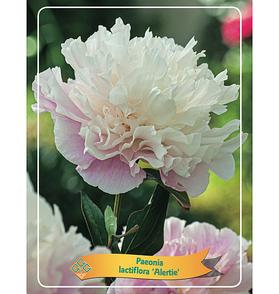 Paeonia lactiflora Alertie Ø11