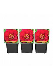 Paeonia itoh Scarlet Heaven C5 Lit.