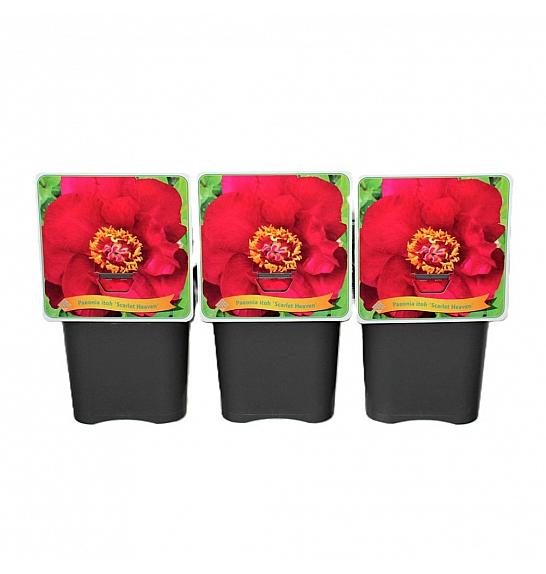 Paeonia itoh Scarlet Heaven C5 Lit.