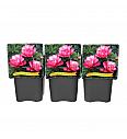 Paeonia itoh First Arrival C5 Lit.