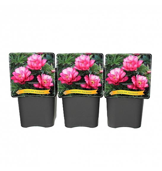 Paeonia itoh First Arrival C5 Lit.