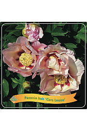 Paeonia itoh Cora Louise C5 Lit.