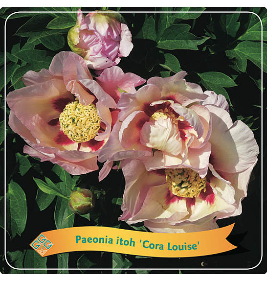 Paeonia itoh Cora Louise C5 Lit.