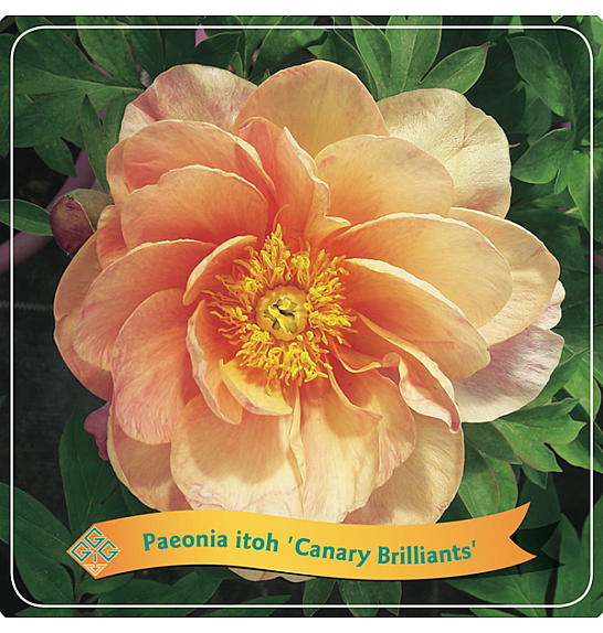 Paeonia itoh Canary Brilliants C5 Lit.