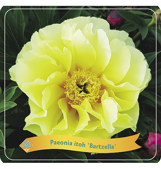 Paeonia itoh Bartzella C5 Lit.