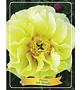 Paeonia Itoh Bartzella Ø11