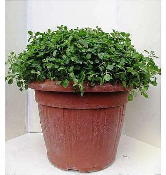 Origanum vulgare Ø35