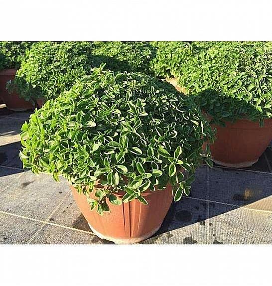 Origanum vulgare Ø25