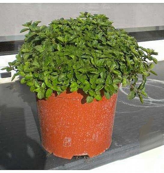 Origanum vulgare Ø19