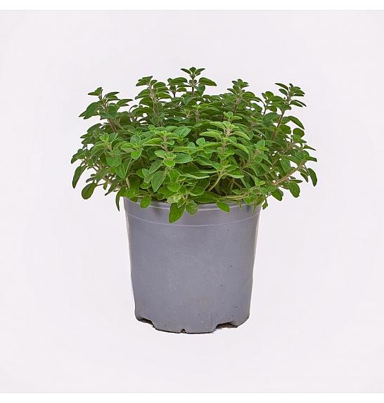 Origanum vulgare Ø14