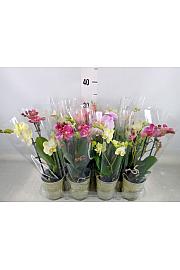 Phalaenopsis Mini Ø9 Mix; 2 Stebli