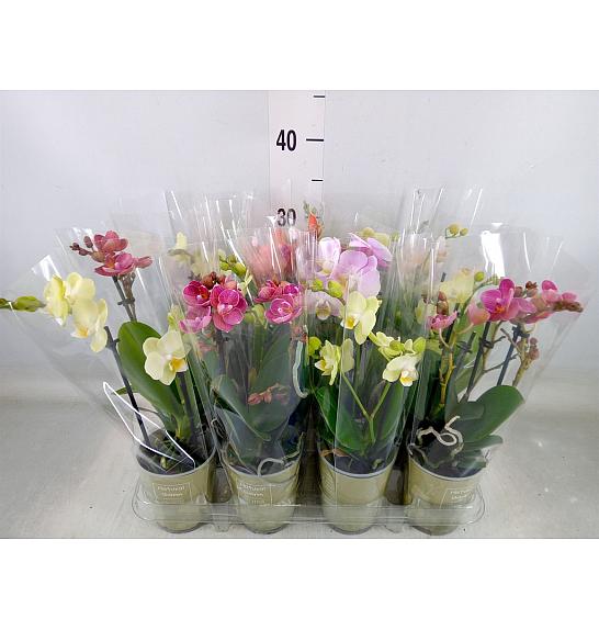 Phalaenopsis Mini Ø9 Mix; 2 Stebli