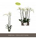 Phalaenopsis Ø15 White; 2 Stebli; 100 cm