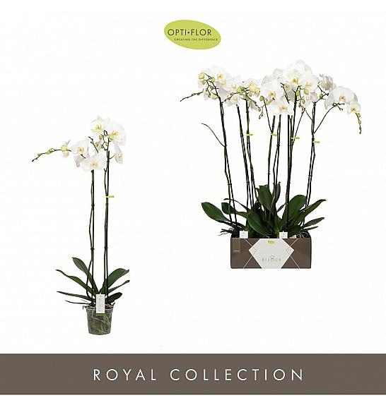 Phalaenopsis Ø15 White; 2 Stebli; 100 cm