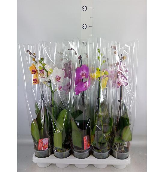 Phalaenopsis Ø12 Mix; 1 Steblo