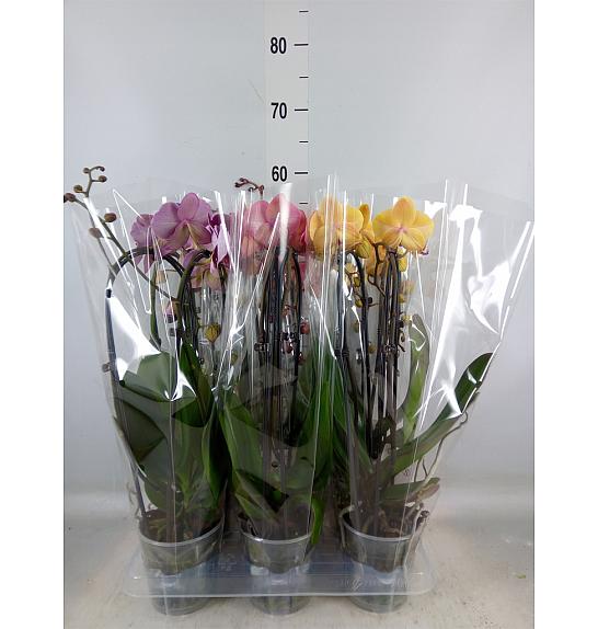 Phalaenopsis Ø12 Cascade Mix; 2 Stebli