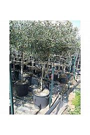 Olea europea Ø35 175-200 cm Na Steblu 120 cm