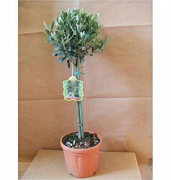 Olea europea Ø18 Na Steblu 40 cm