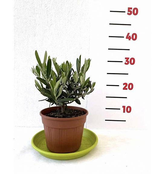 Olea europea Ø12 Bonsai