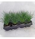 Festuca glauca Ø 9