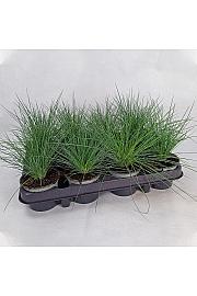 Festuca glauca Ø 9