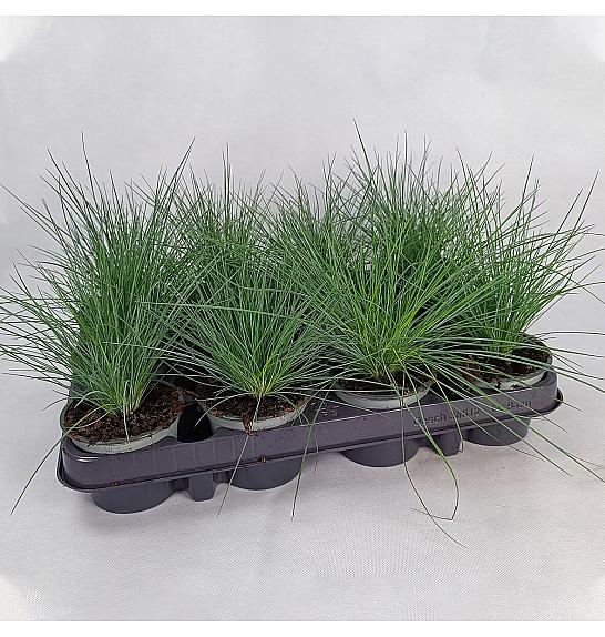 Festuca glauca Ø 9