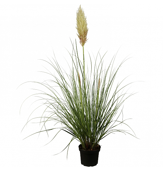 Cortaderia seloana C5