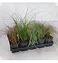 Carex  Ø 12 mix