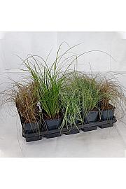 Carex  Ø 12 mix
