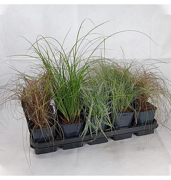 Carex  Ø 12 mix