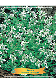 Nepeta racemosa Snowflake Ø11