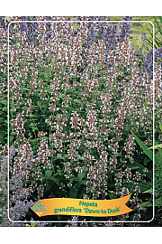 Nepeta Grandiflora Dawn to Dusk Ø11