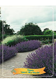 Nepeta faasenii Blue Wonder Ø11