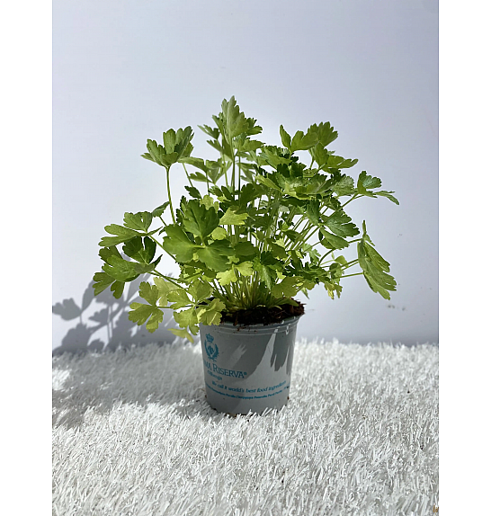 Petroselinum crispum neapolitanum Ø9