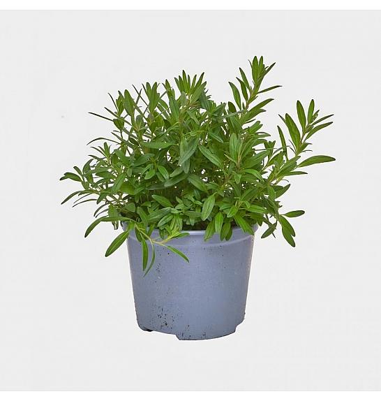 Hyssopus officinalis Ø14