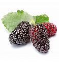 Morus rubra Mojo Berry C2 Lit. 30-40 cm