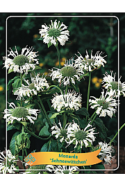 Monarda Schneewittchen Ø11