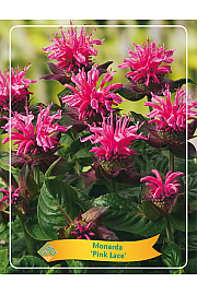 Monarda Pink Lace Ø11