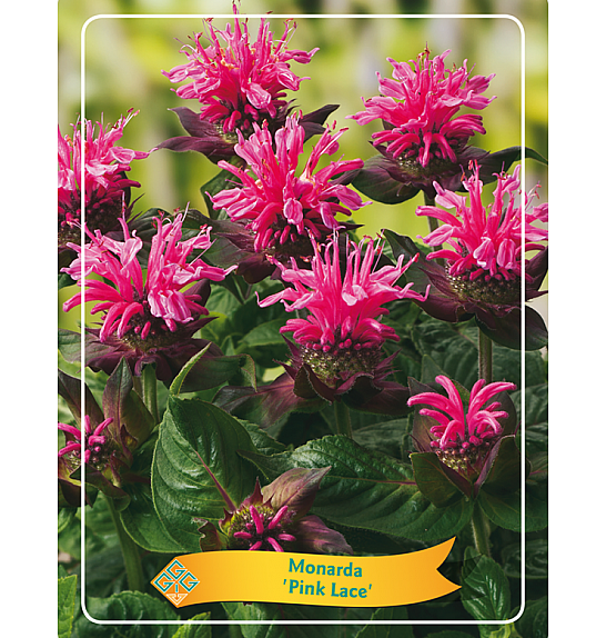 Monarda Pink Lace Ø11