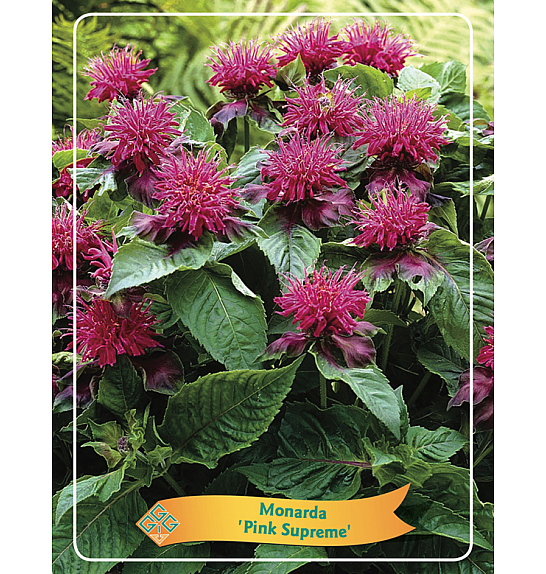Monarda Herberts Purper Ø11
