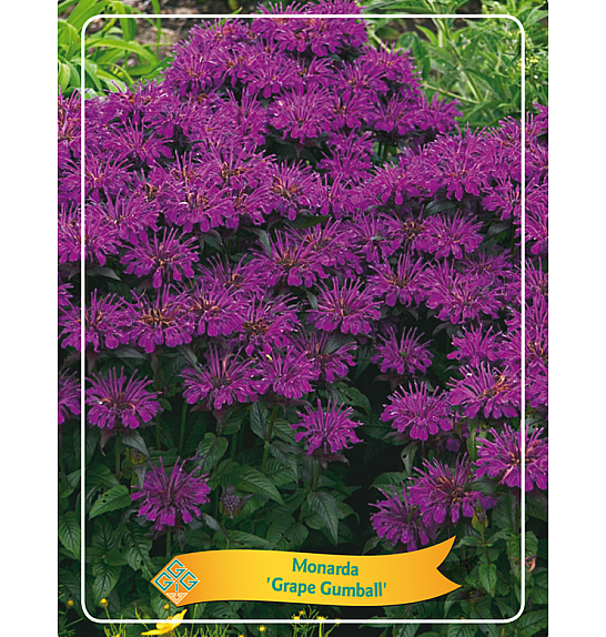 Monarda Grape Gumball Ø11