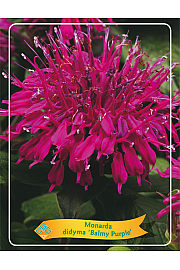Monarda didyma Balmy Purple Ø11