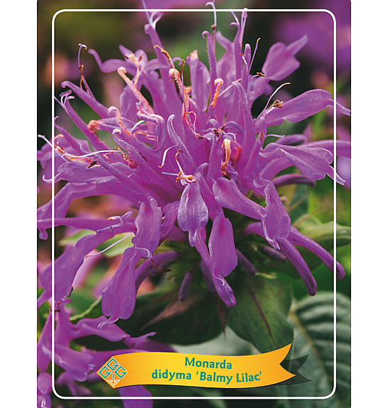 Monarda didyma Balmy Lilac Ø11