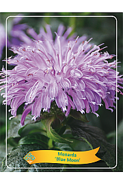 Monarda Blue Moon Ø11