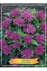 Monarda Baby Spice Ø11