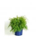 Microbiota decussata C5 Lit. 30-40 cm