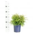Microbiota decussata C2 Lit. 20-30 cm