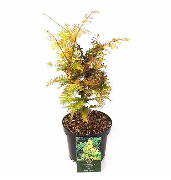 Metasequoia glyptostroboides Goldrush C2,5 Lit. 30-40 cm