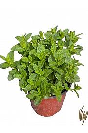 Mentha sp. Ø19